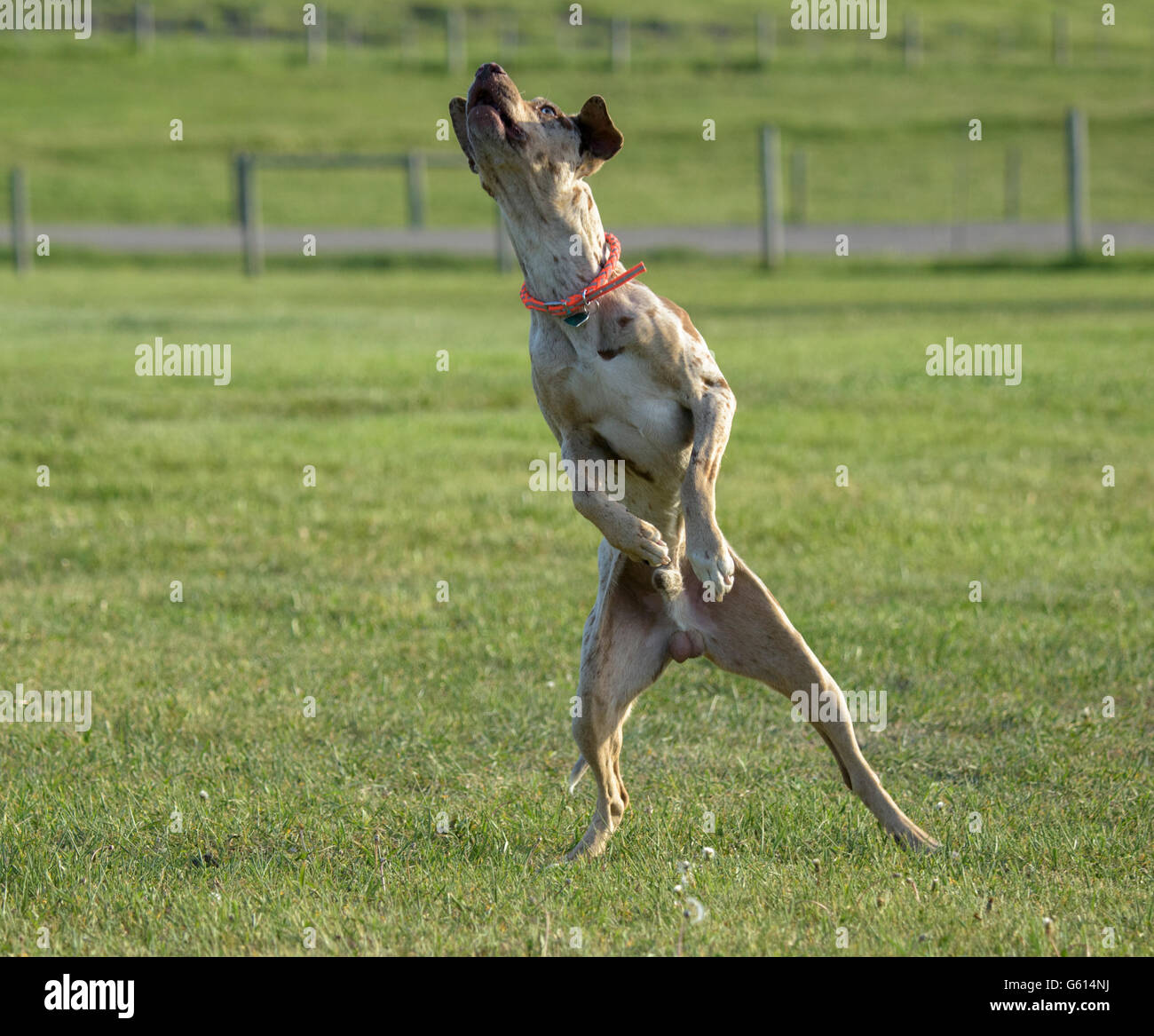 Catahoula leopard hound dog on lawn, 18 month old male Stock Photo