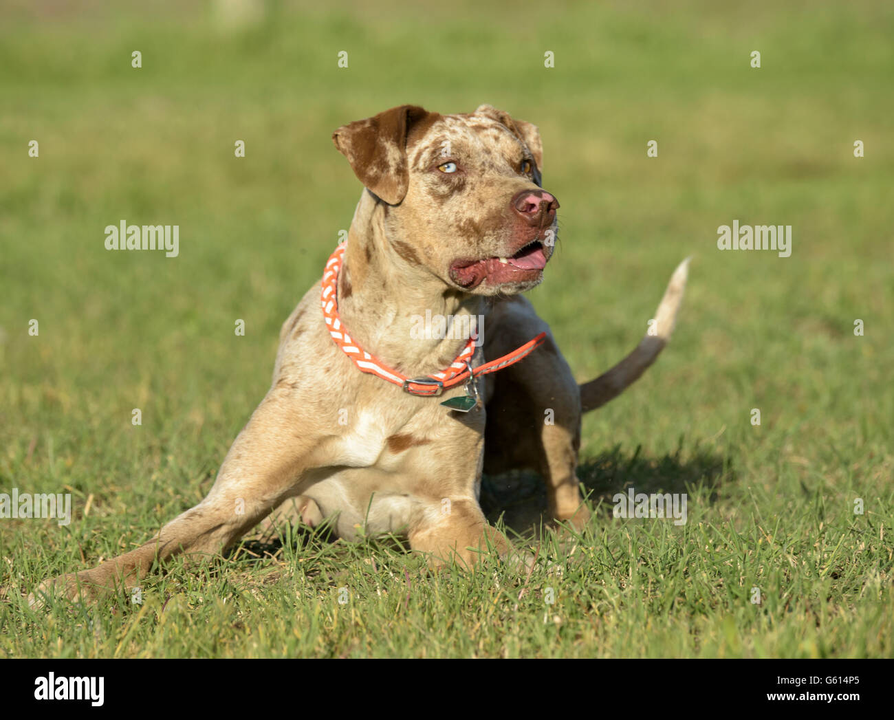 Catahoula leopard hound dog on lawn, 18 month old male Stock Photo