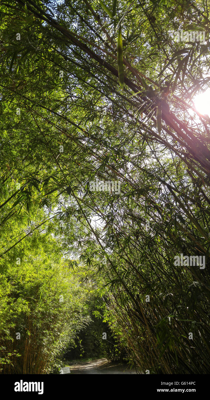Bamboo trees at Kanapaha Gardens Gainesville, Florida Stock Photo Alamy