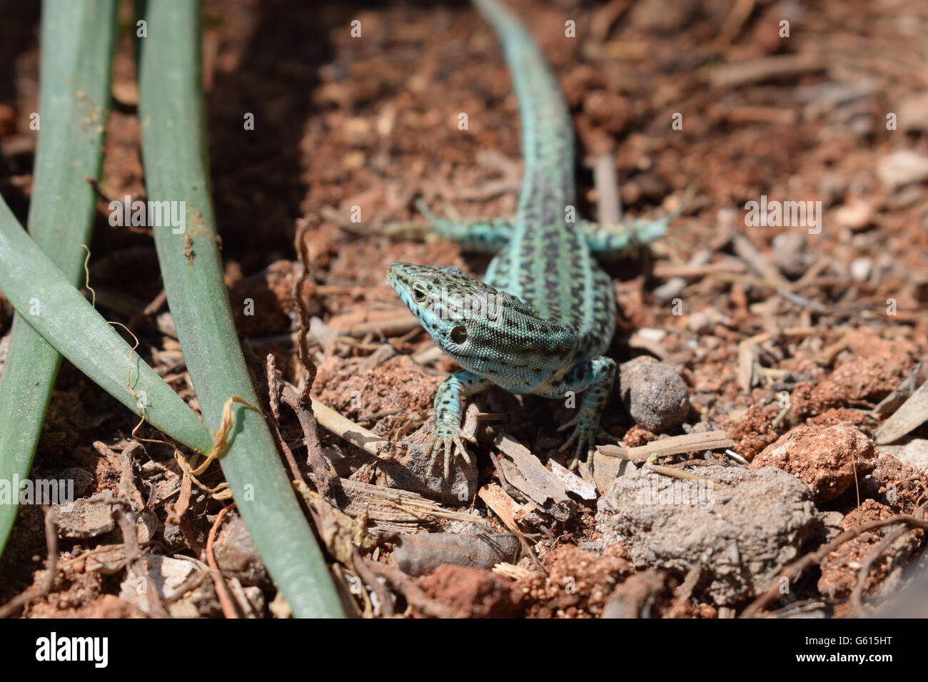 Podarcis Pityusensis Formenterae lizard against soil background Stock Photo