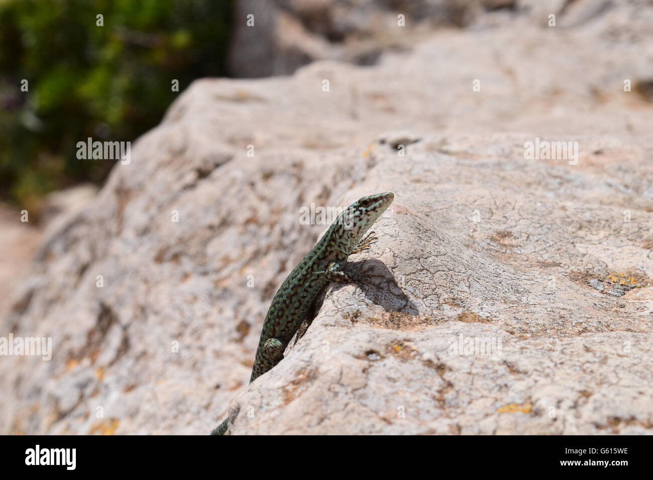 Podarcis Pityusensis Formenterae lizard basking in the sun Stock Photo