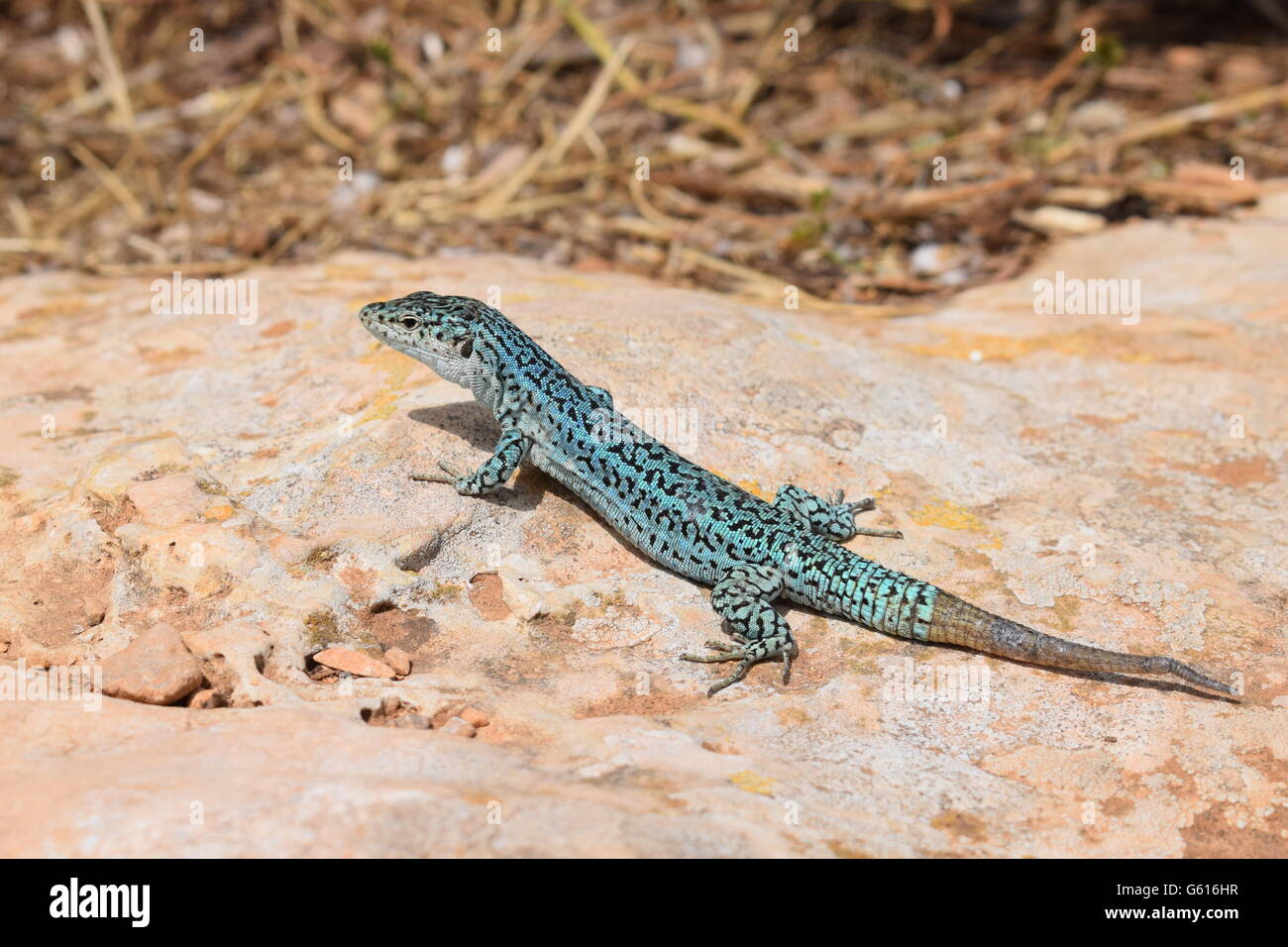 Podarcis Pityusensis Formenterae lizard resting on stone with darker coloured tail Stock Photo