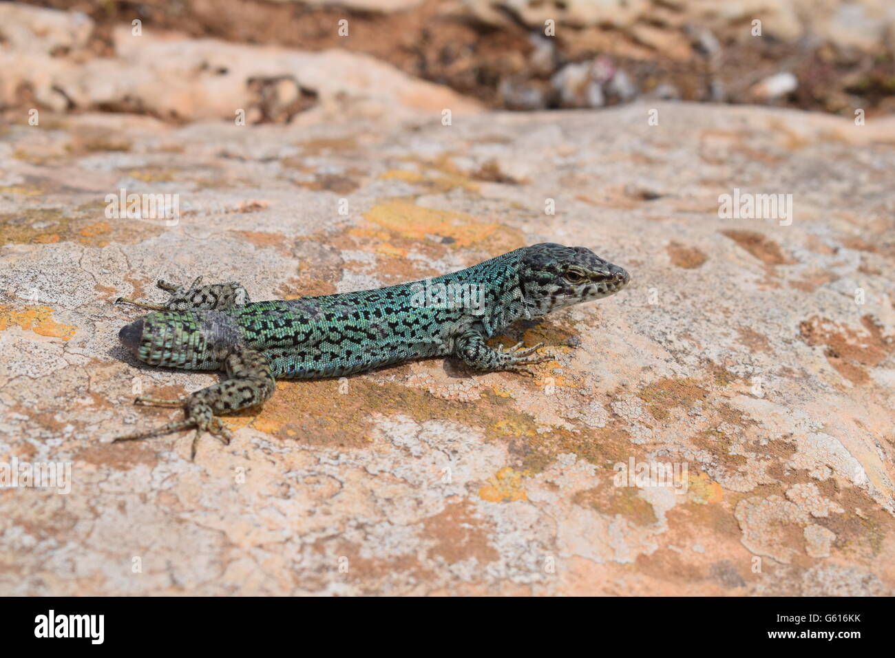 Podarcis Pityusensis Formenterae lizard resting on stone without tail Stock Photo