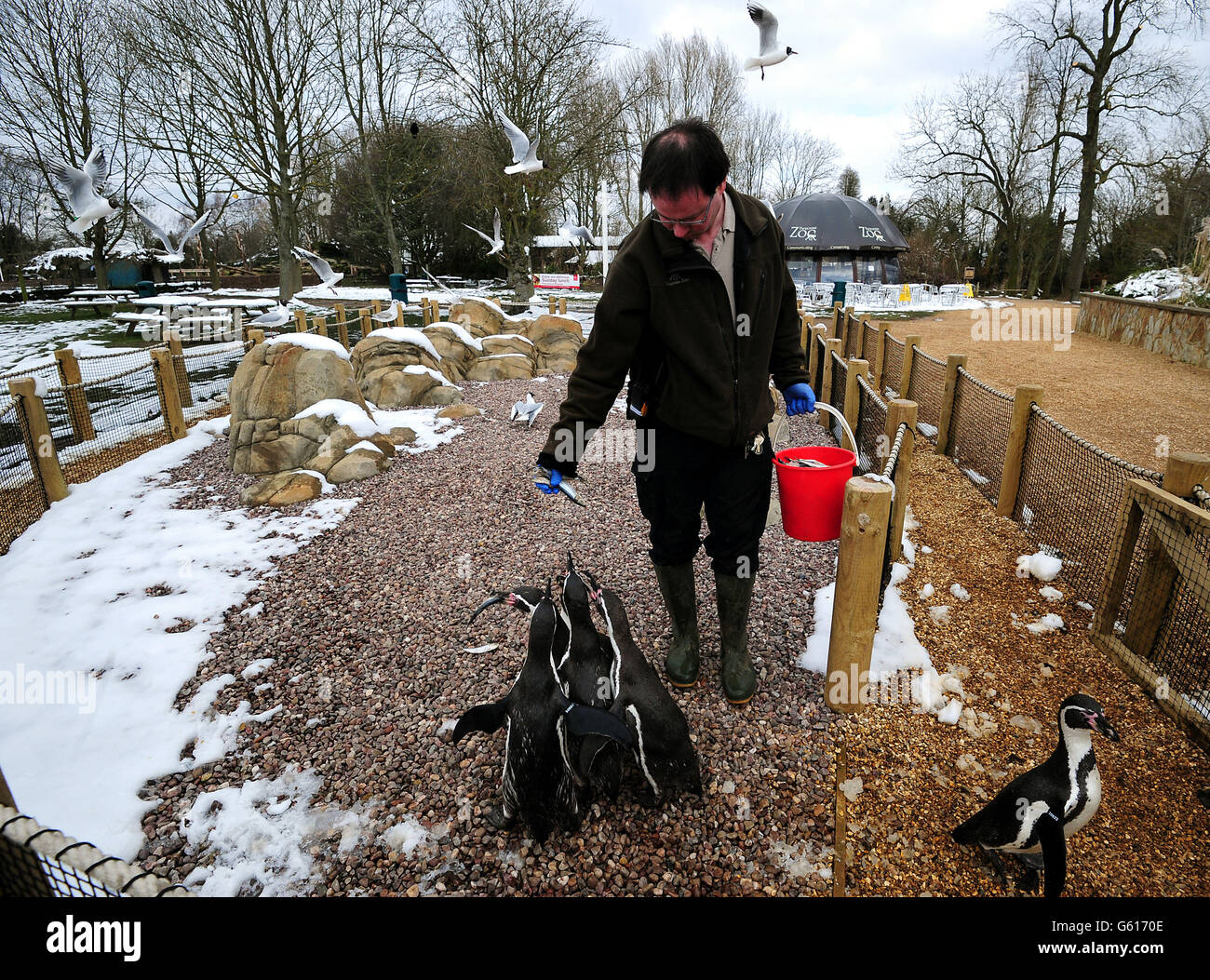 Animals at Twycross Zoo. Feeding time for penguins at Twycross Zoo
