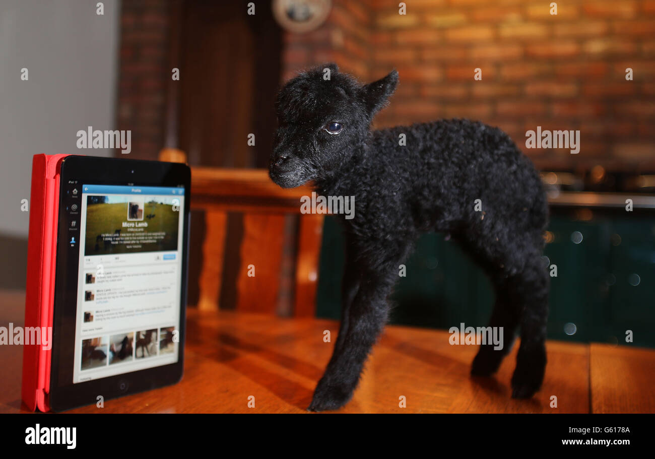 Micro Mini Lamb A rare breed hebridean lamb farmer with micro lamb hi-res stock ...