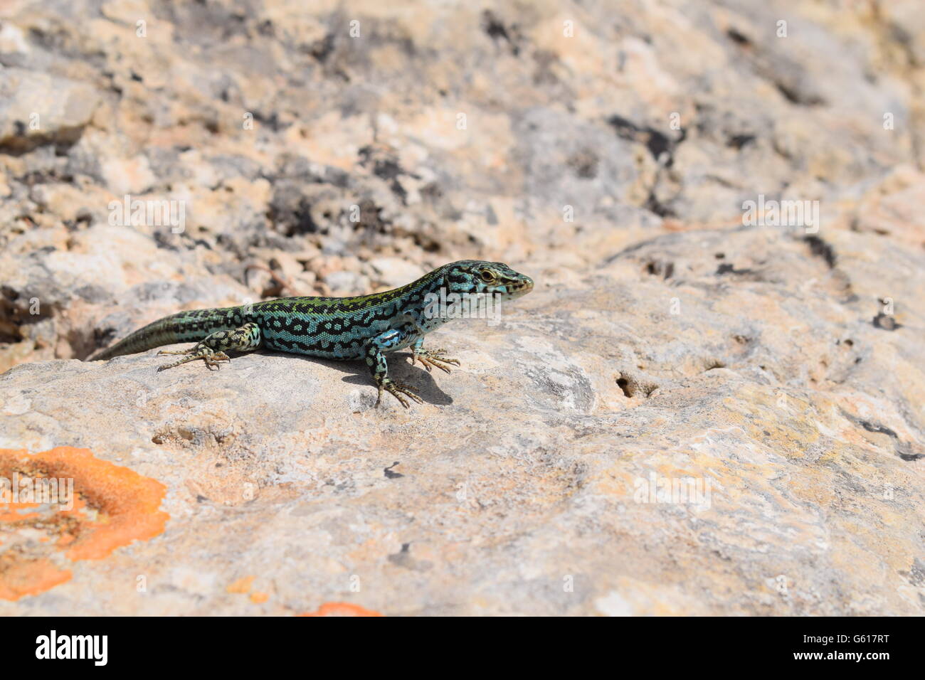 Podarcis Pityusensis Formenterae lizard resting on stone Stock Photo