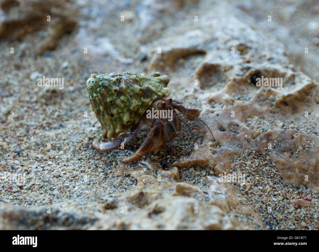 Hermit Crab on a beach Stock Photo
