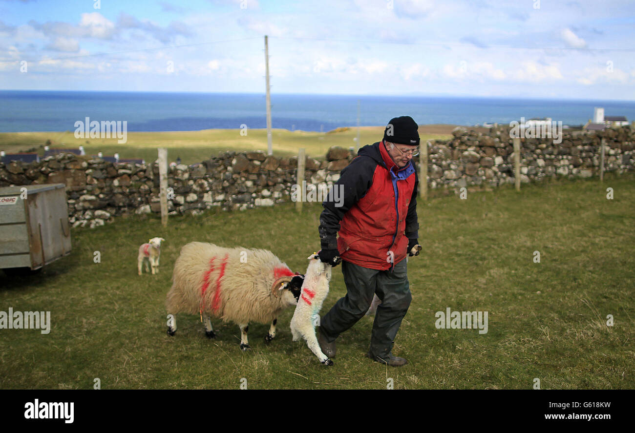 Maurice McHenry, a sheep farmer on 'The Parks' farm outside the village of Ballintoy on the North Antrim coast, puts new born lambs out into the fields as his lambing season gets underway. Stock Photo