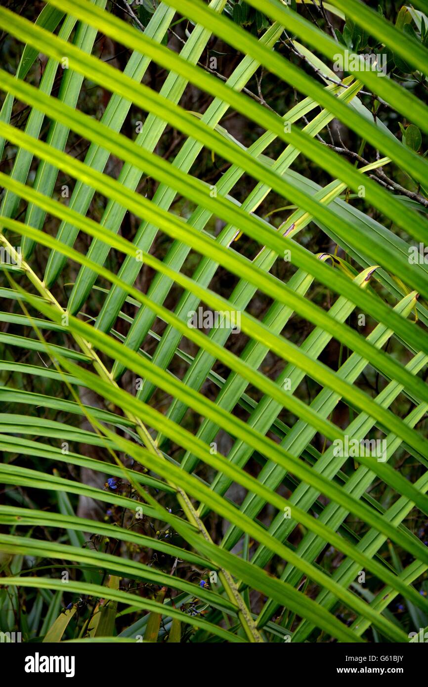 Palm tree leafs crossing each other Stock Photo
