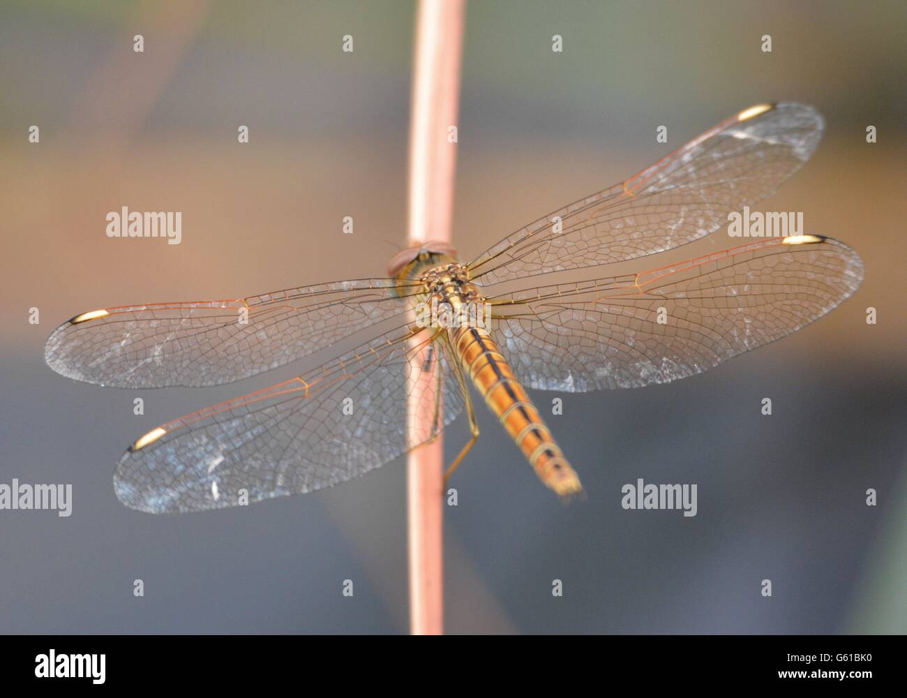 Close-up of a Dragonfly in Africa Stock Photo