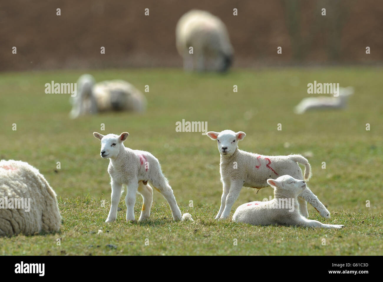 Spring Weather April 7th. Lambs enjoy the spring sun in a field in Rutland. Stock Photo