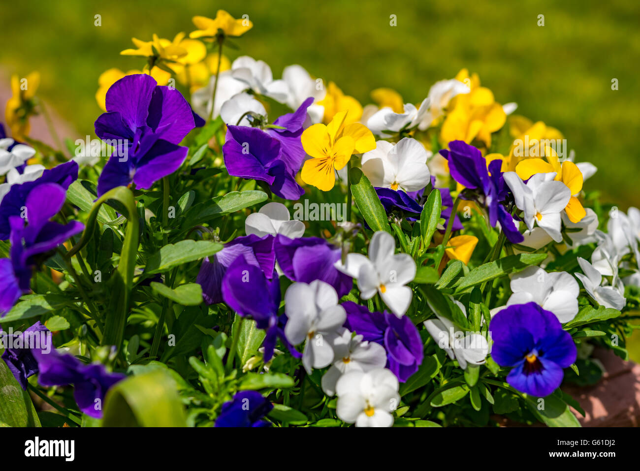 colorful flowers background Stock Photo - Alamy
