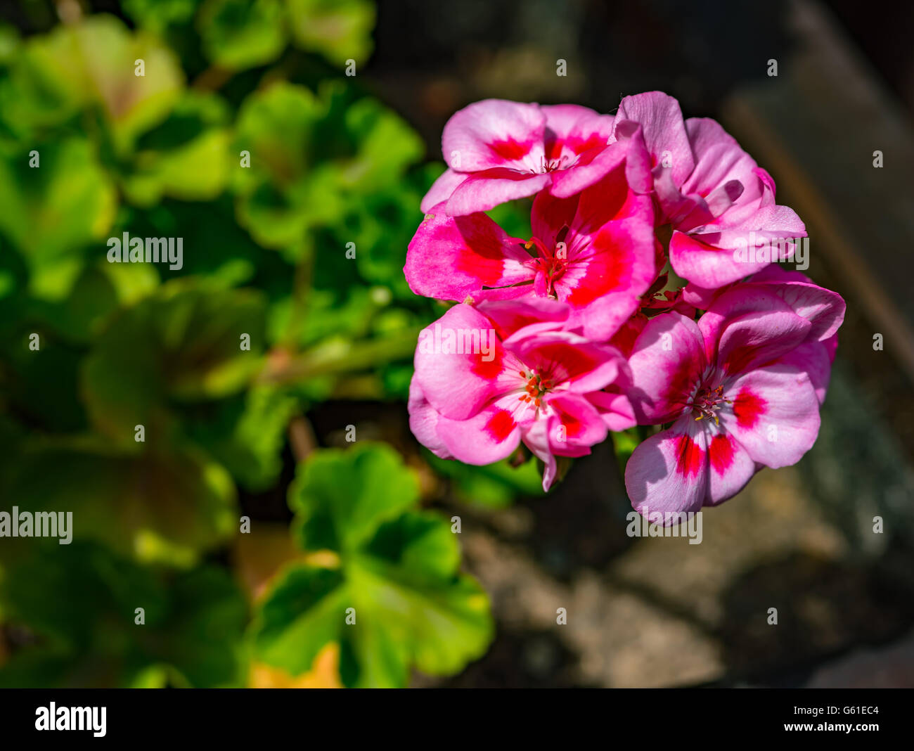Pink Flowers with natural background Stock Photo - Alamy