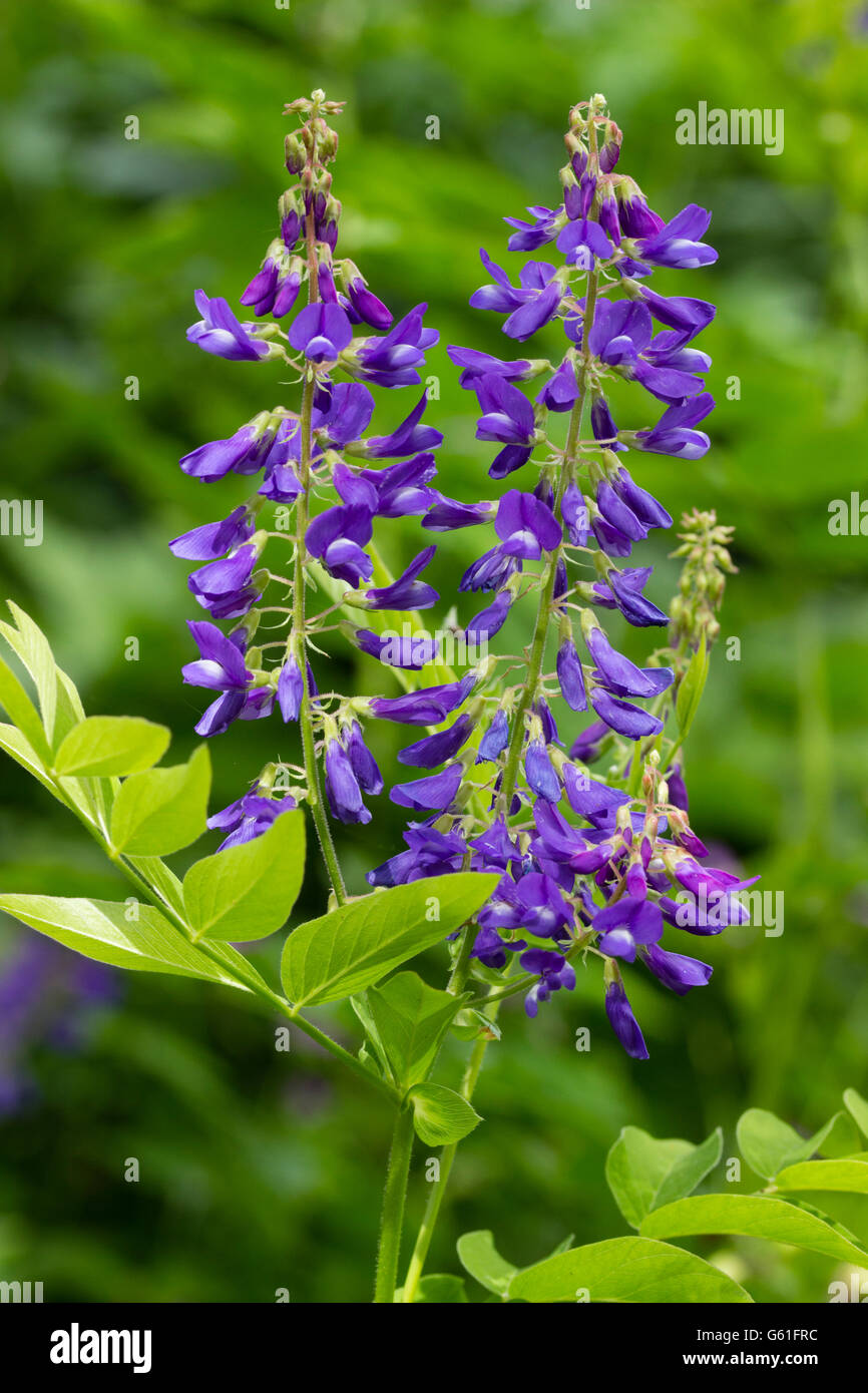 Elegant spikes of blue pea flowers in early summer in the perennial Goat's Rue, Galega orientalis Stock Photo