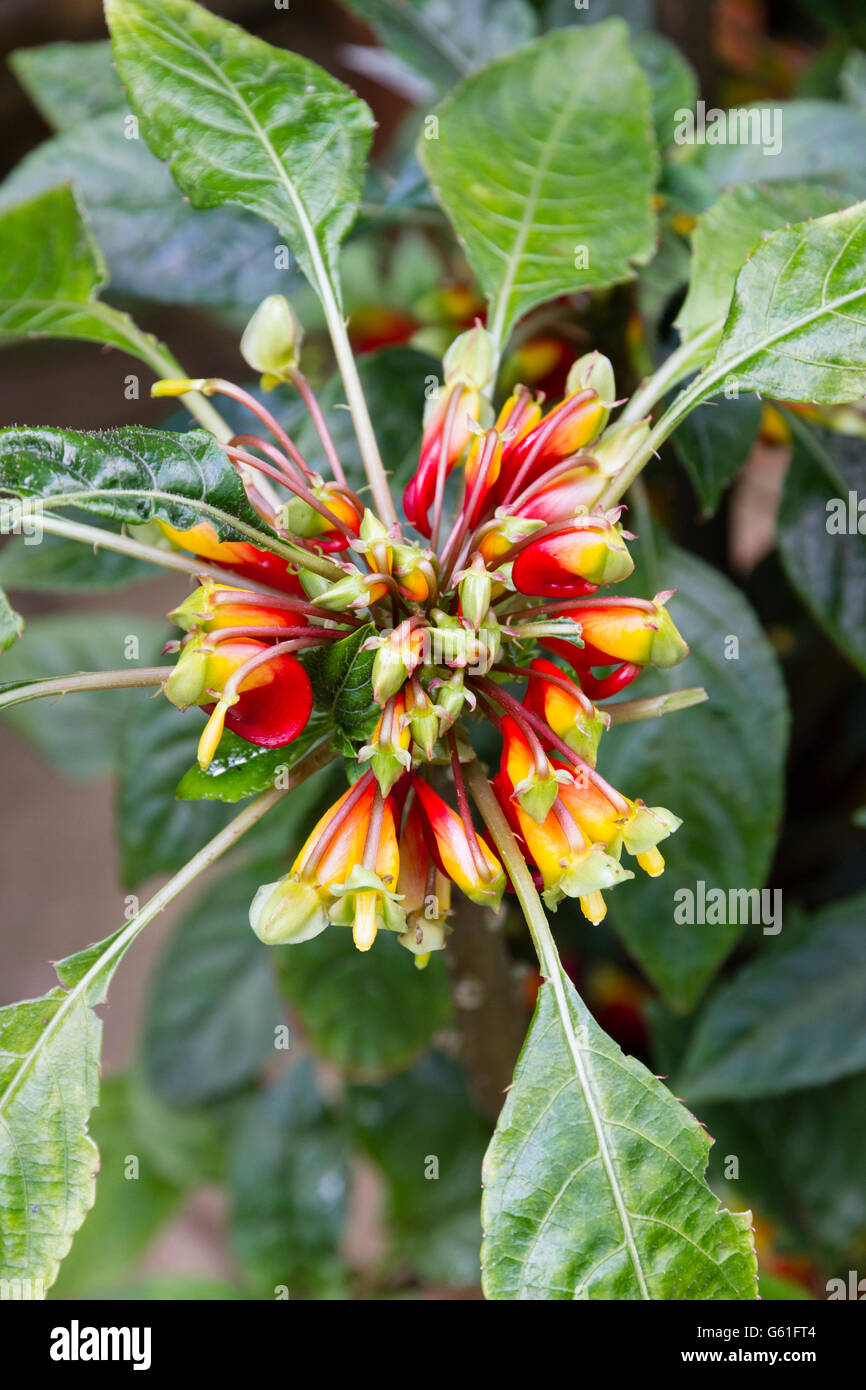 Impatiens niamniamensis congo cockatoo plant with flowers hires stock