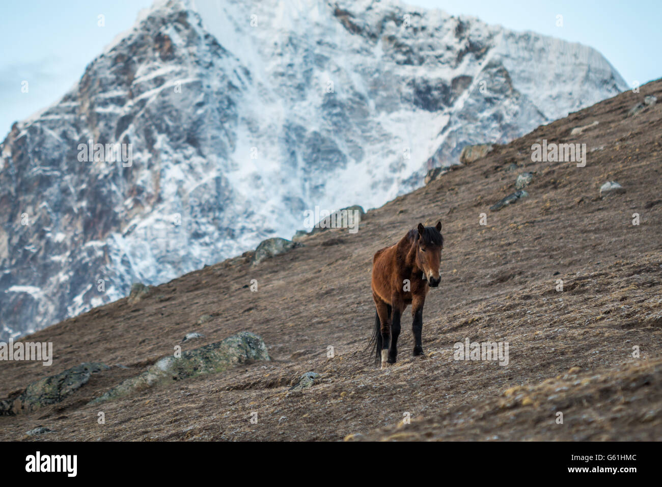 Lonely horse in Himalayas Stock Photo