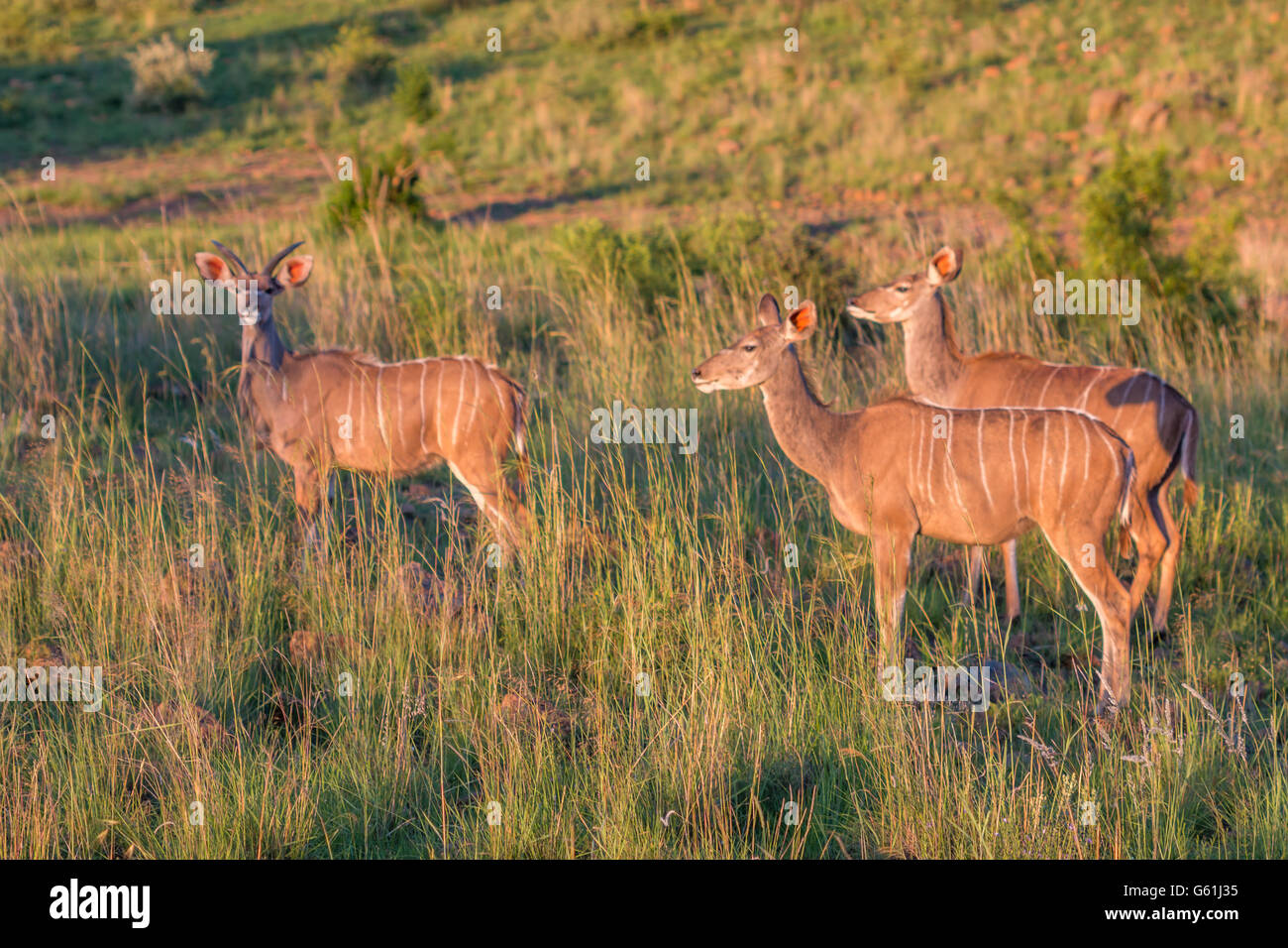 Gazelles in African Safari Stock Photo