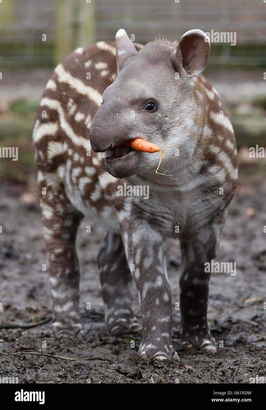 Ten wild animals hi-res stock photography and images - Alamy Ten wild animals hi-res stock photography and images - Alamy