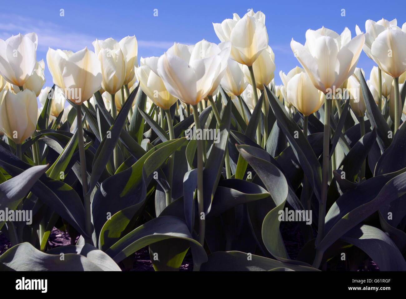 White tulips in the front on a blue sky Stock Photo - Alamy