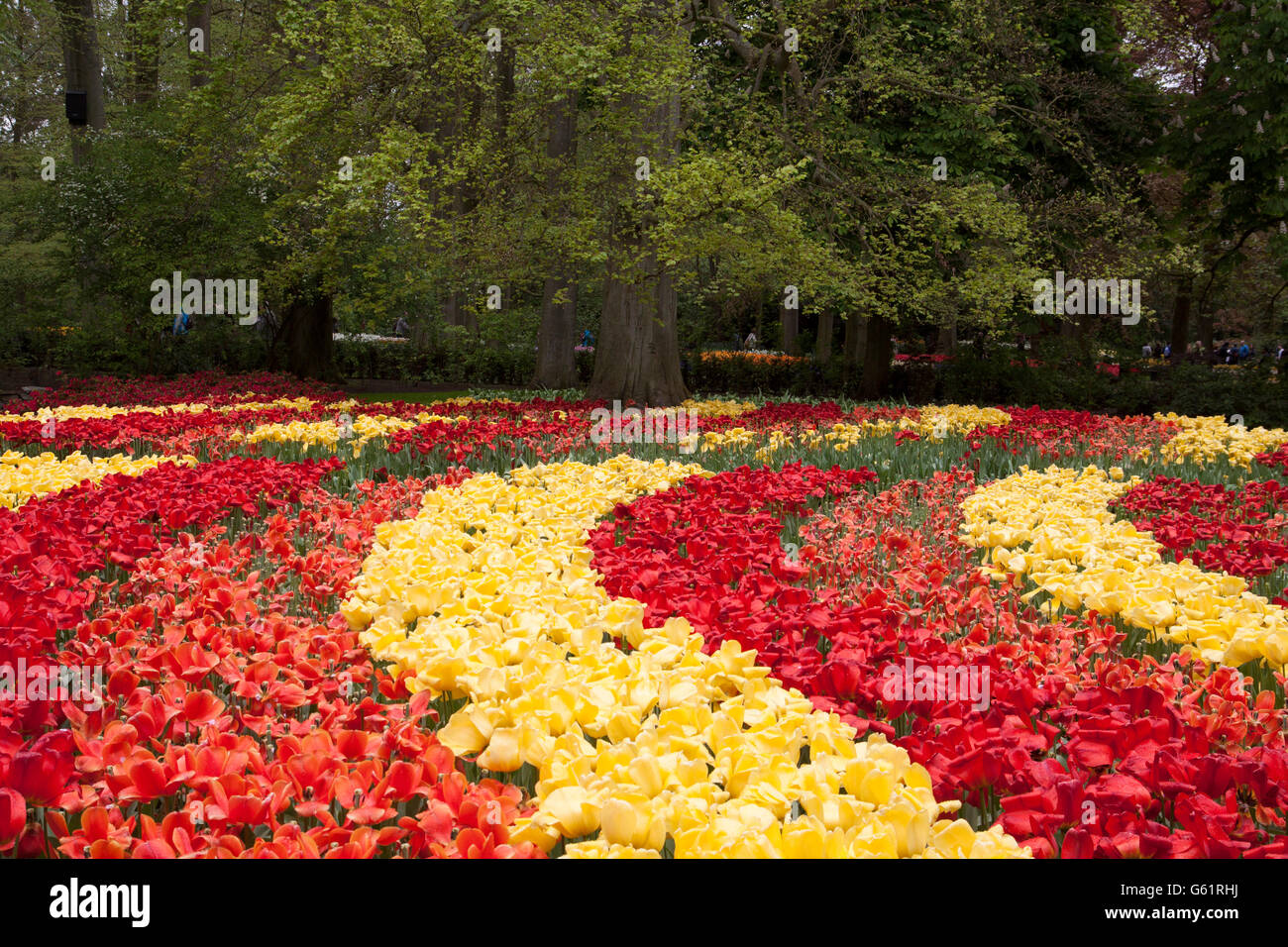 Orange yellow and red tulips in a curve at het famous The keukenhof ...