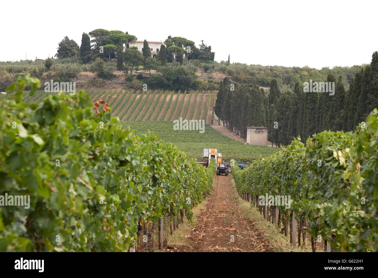 Rows of vines with a mechanical harvester in the distance harvesting grapes, in Frascati, Italy, Europe Stock Photo