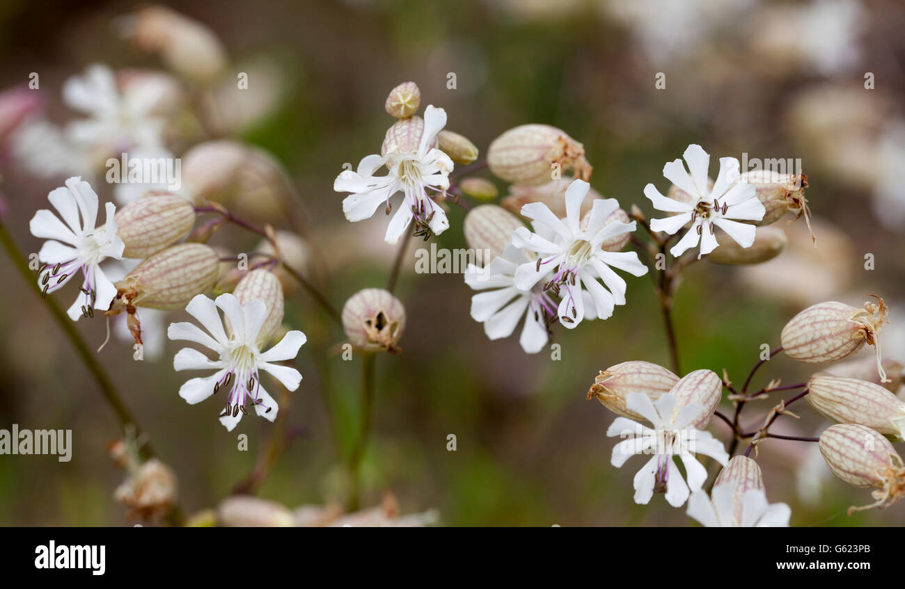 Bladder campion (Silene vulgaris ssp. littoralis) Stock Photo