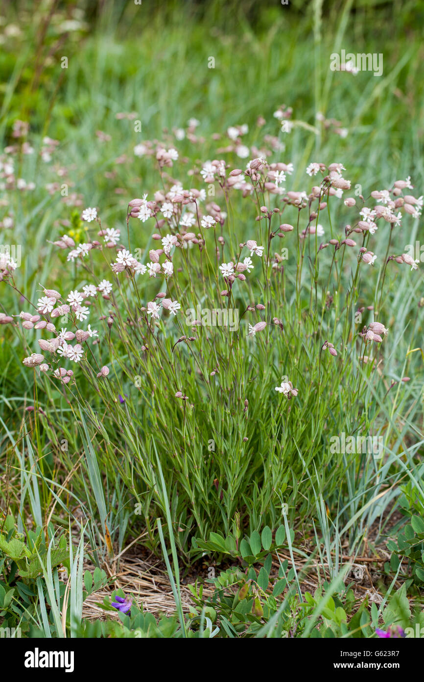 Bladder campion (Silene vulgaris ssp. littoralis) Stock Photo