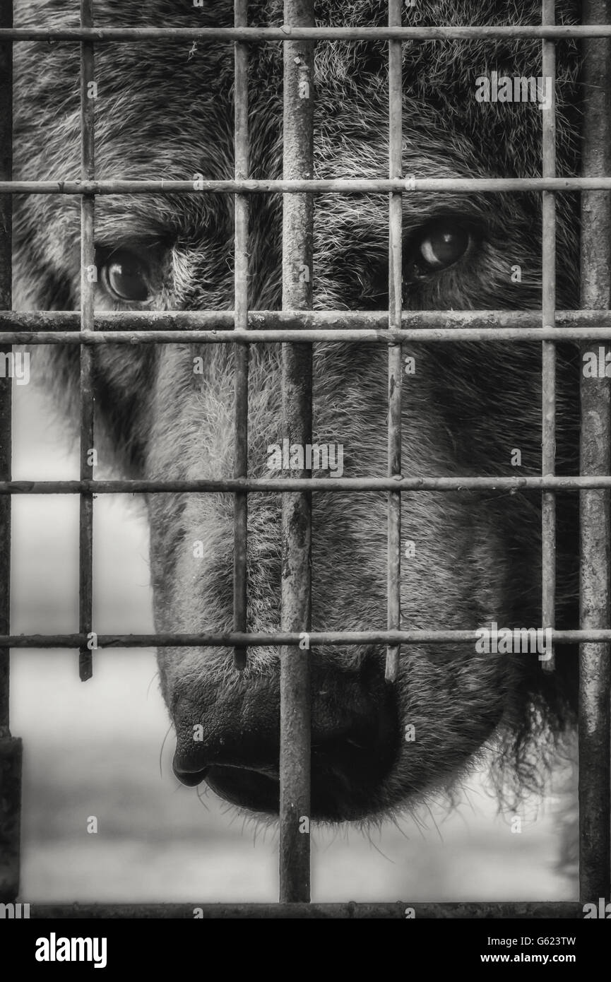 A European Brown Bear held captive in a zoo - looking out from behind the bars Stock Photo