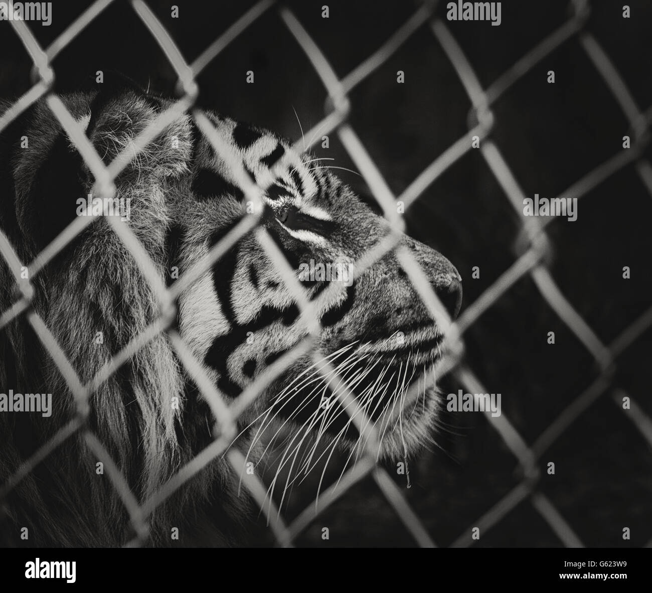 A Sumatran Tiger behind a wire fence in an English Zoo Stock Photo