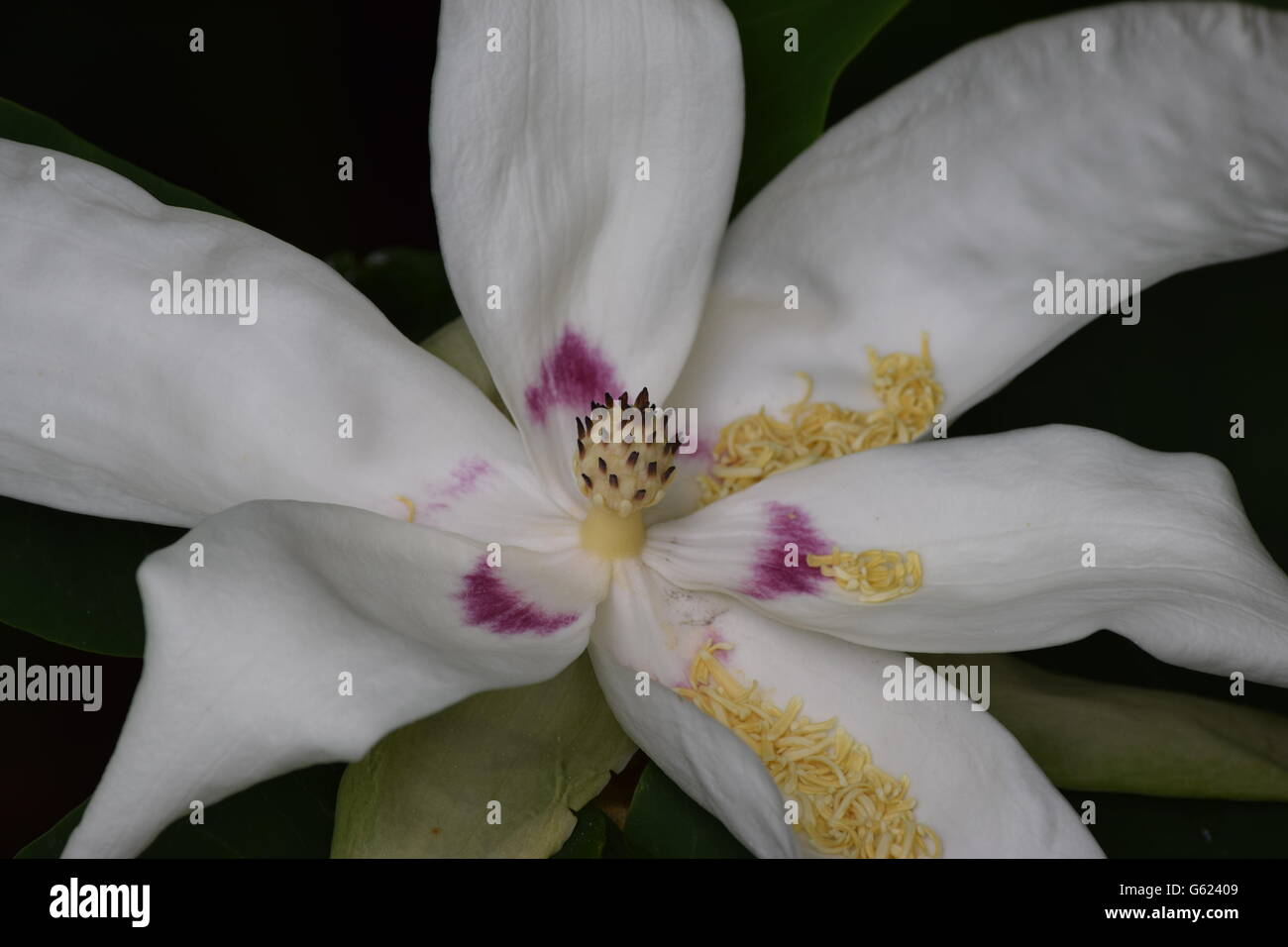 Magnolia grandiflora garden hi-res stock photography and images - Alamy