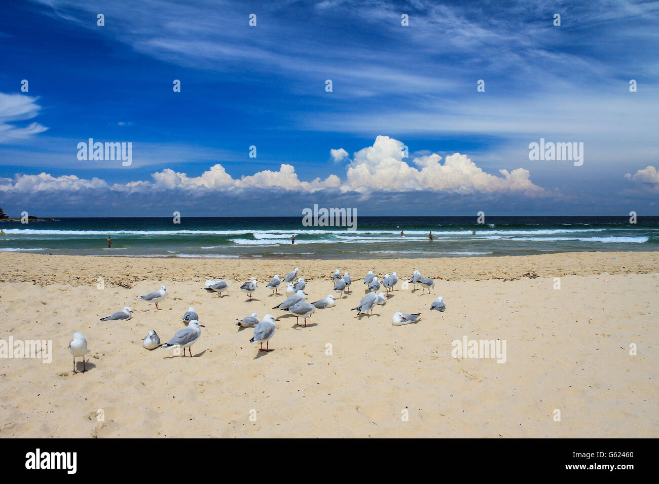Birds in Manly Beach Sydney Stock Photo