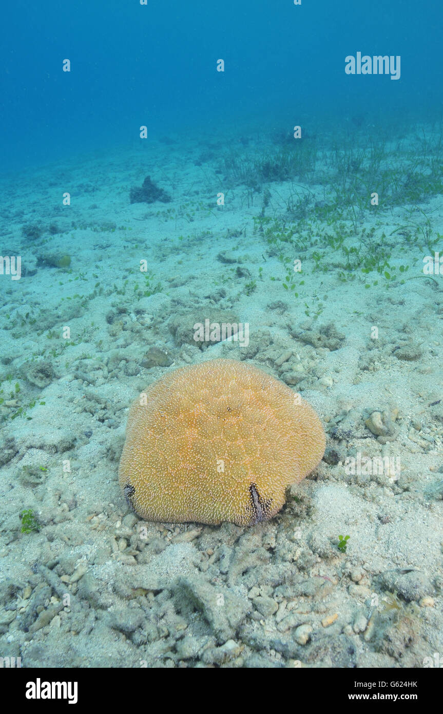 Pacific cushion sea star Stock Photo