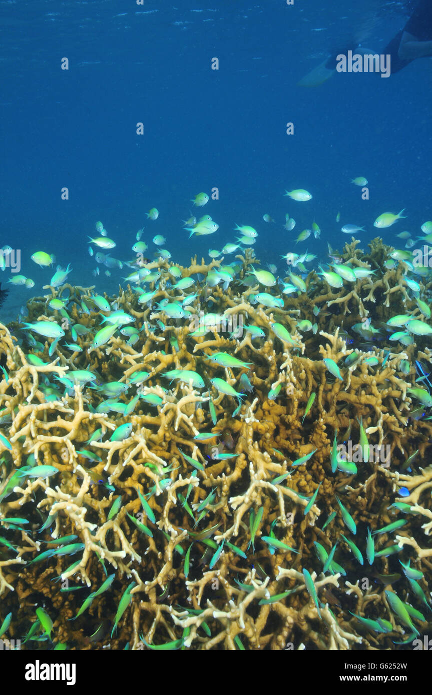 Green coral fish around coral block Stock Photo