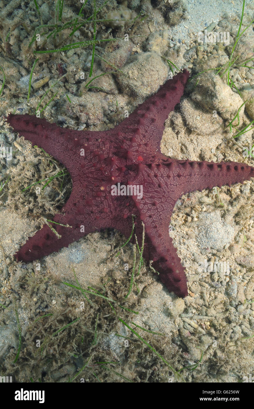 Pacific horned sea star Stock Photo