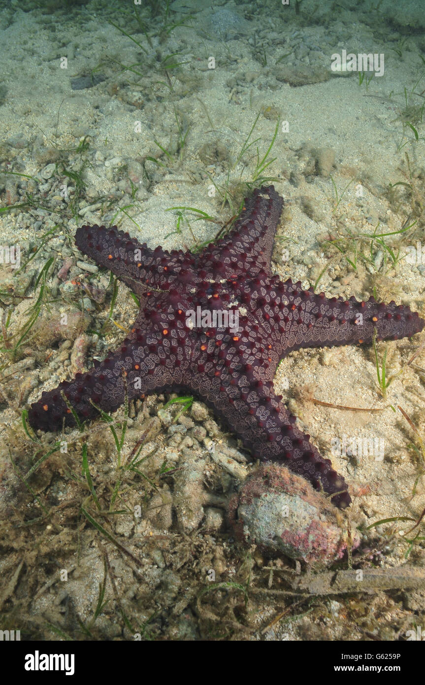 Pacific horned sea star Stock Photo