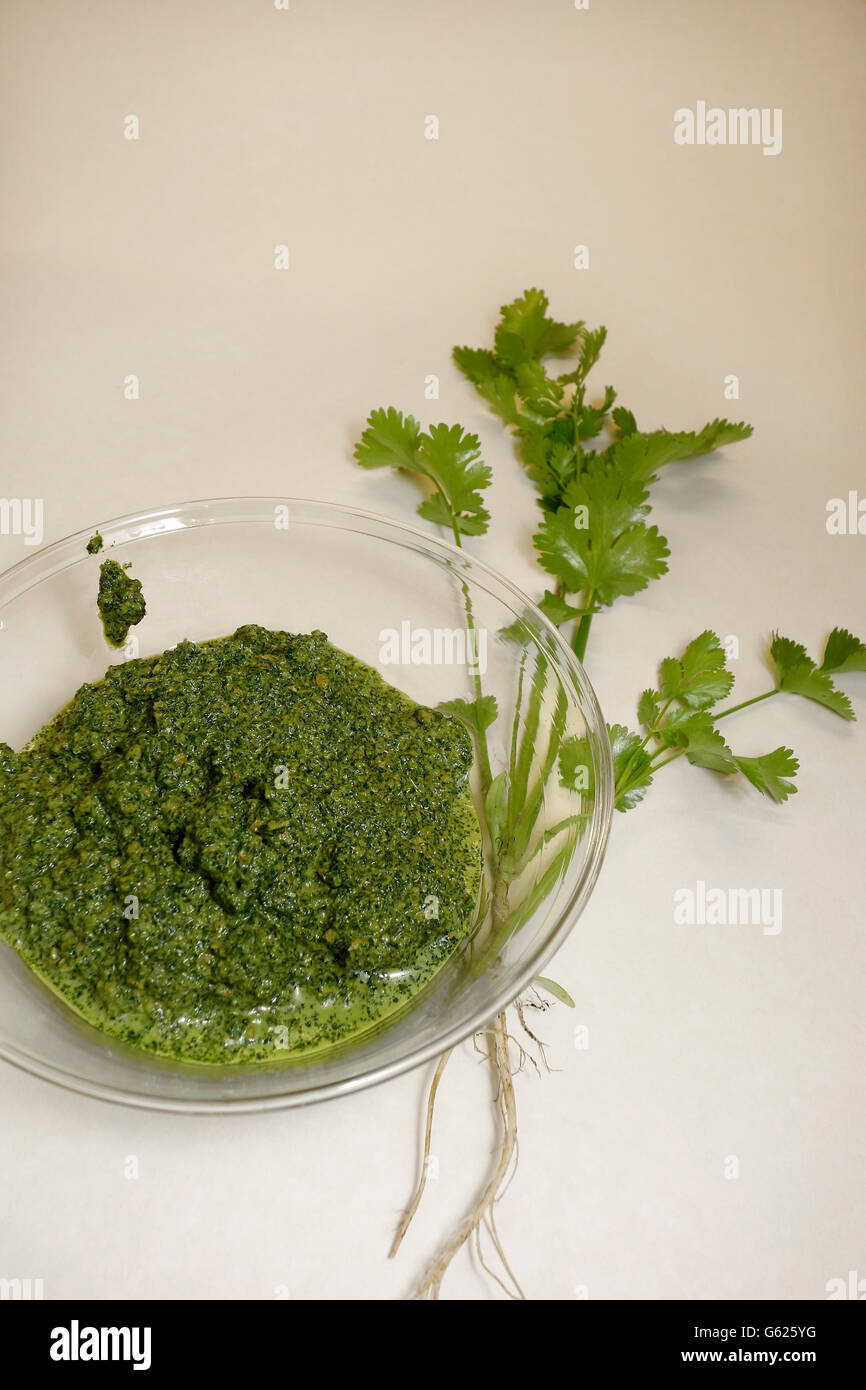 Coriander pesto and fresh plant with roots on offwhite background