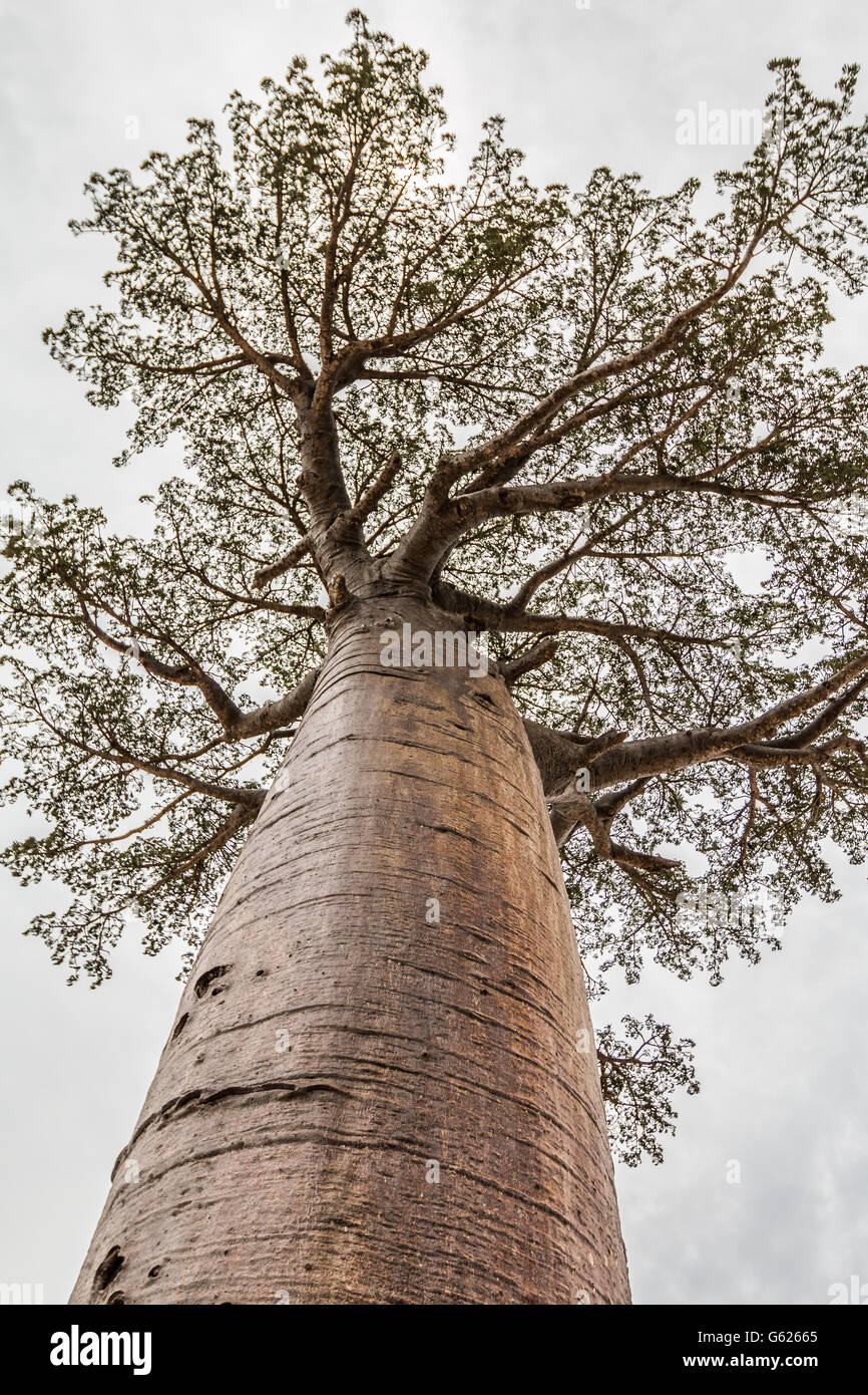 Giant Baobab tree in Antananarivo Madagascar Stock Photo