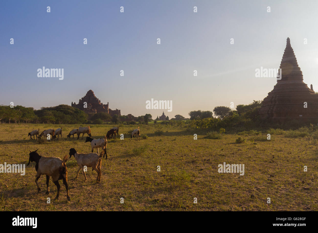 Farm in Bagan Burma Stock Photo