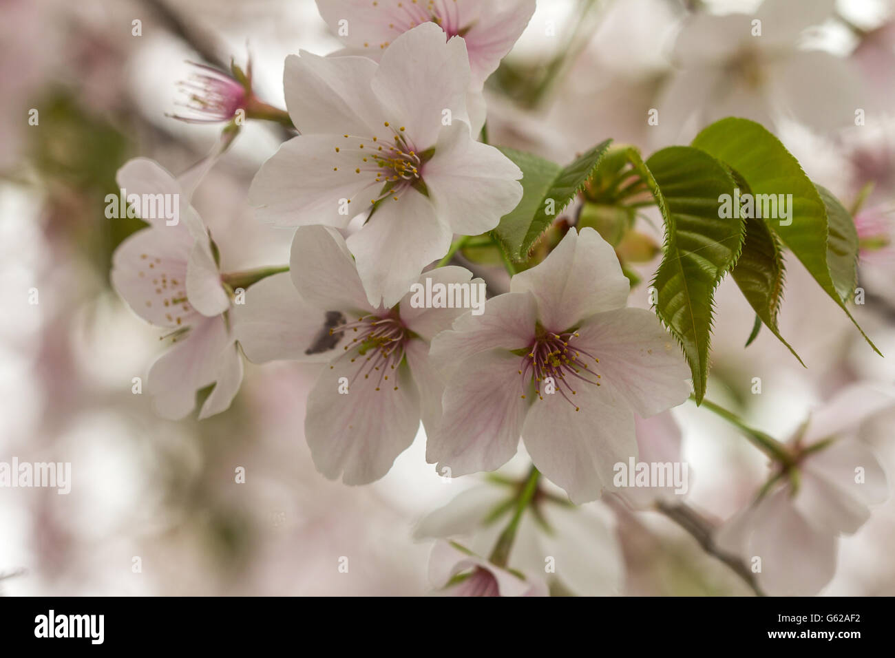 Close up of Cherry blossoms Japan Stock Photo