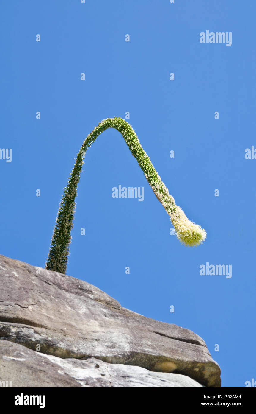 The Flower of Agave attenuata hanging over a cliff edge in Sydney Australia Stock Photo