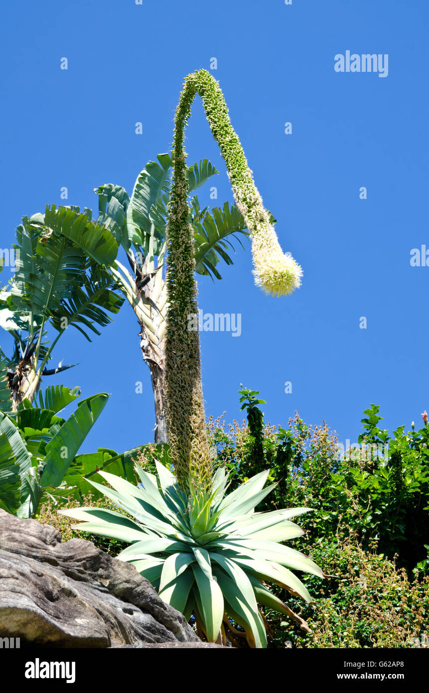 A Flowering Agave attenuata in a tropical garden setting, Sydney Australia Stock Photo