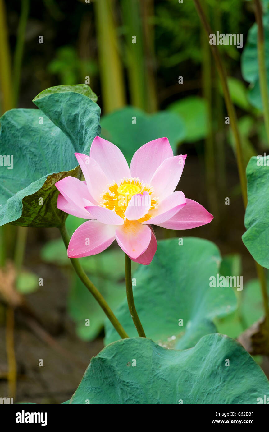 A pink lotus flower growing in an Asian garden Stock Photo