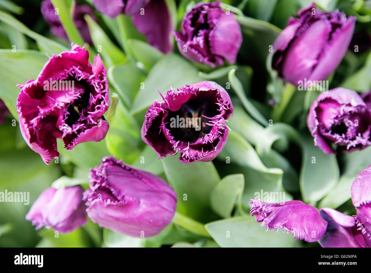 bunch of tulip flowers close up for background Stock Photo - Alamy