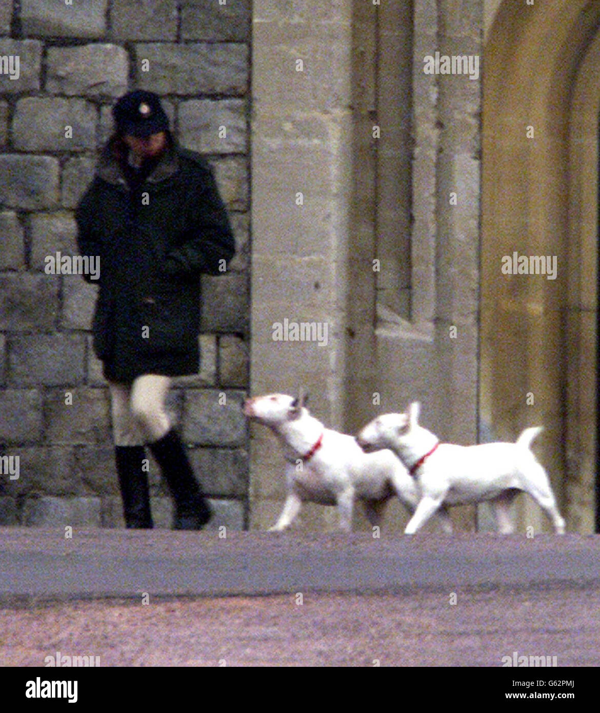 Princess anne dog hires stock photography and images Alamy