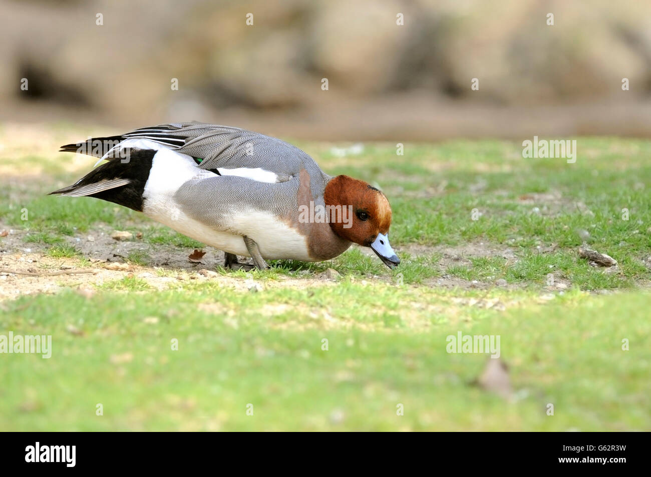 Horizontal portrait of Eurasian wigeon, Mareca penelope (Anas penelope), adult male feeding on the floor Stock Photo