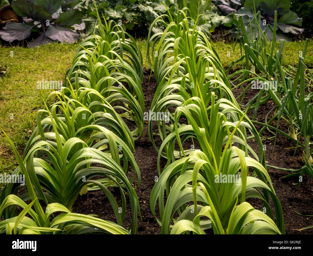 Leeks growing in allotment beds outdoors Stock Photo