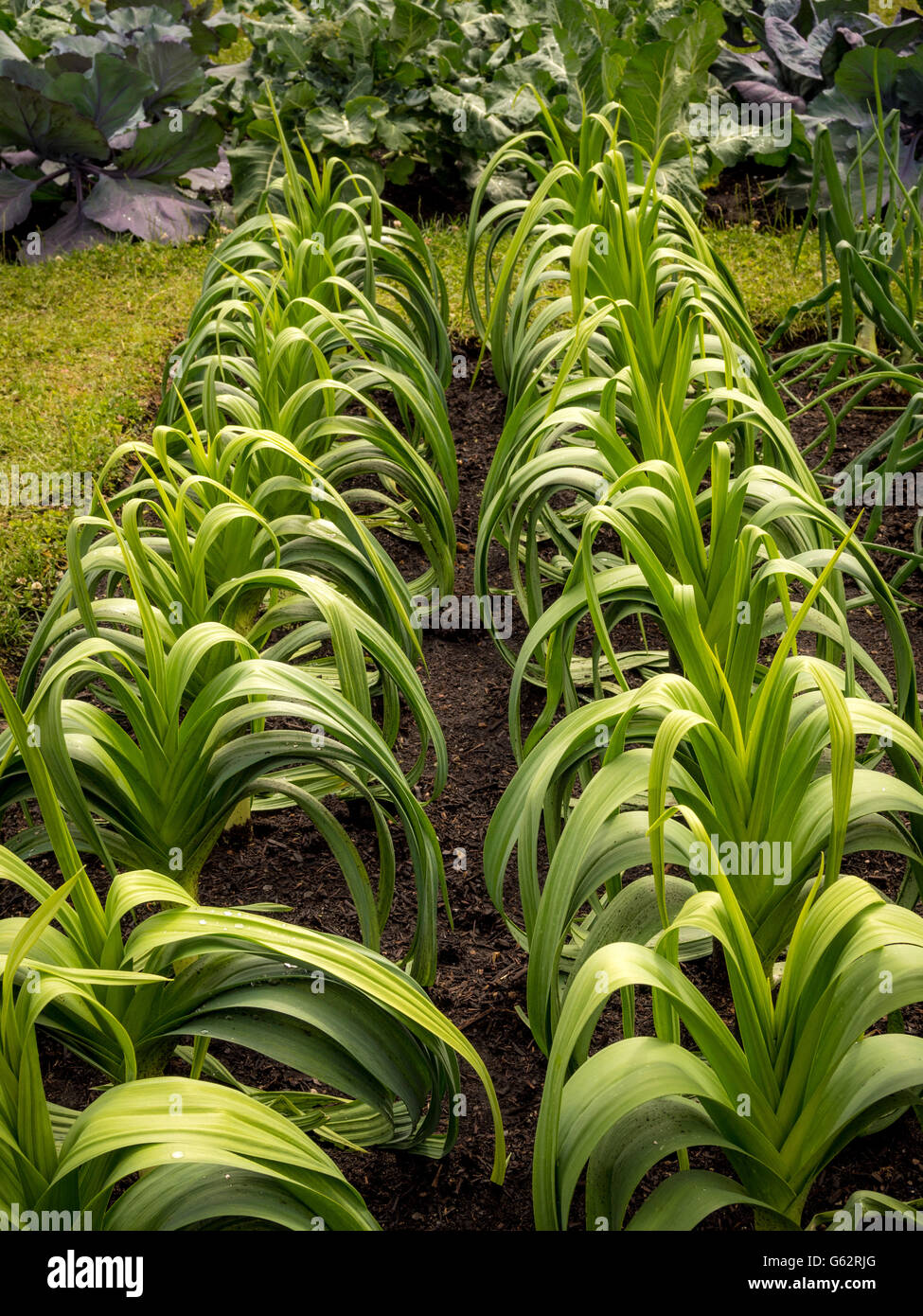Leeks growing in allotment beds outdoors Stock Photo