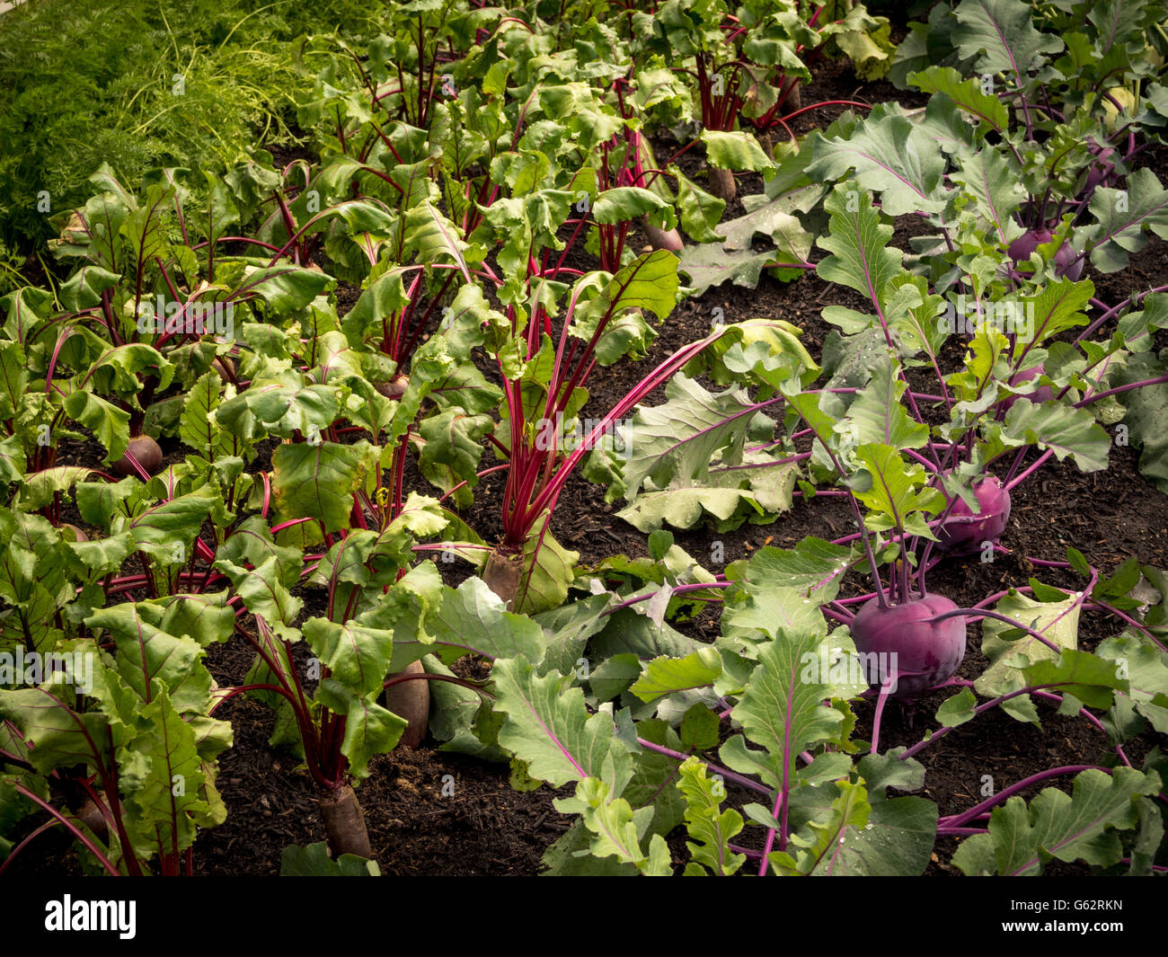 Kohlrabi and beetroot growing in allotment bed, Stock Photo