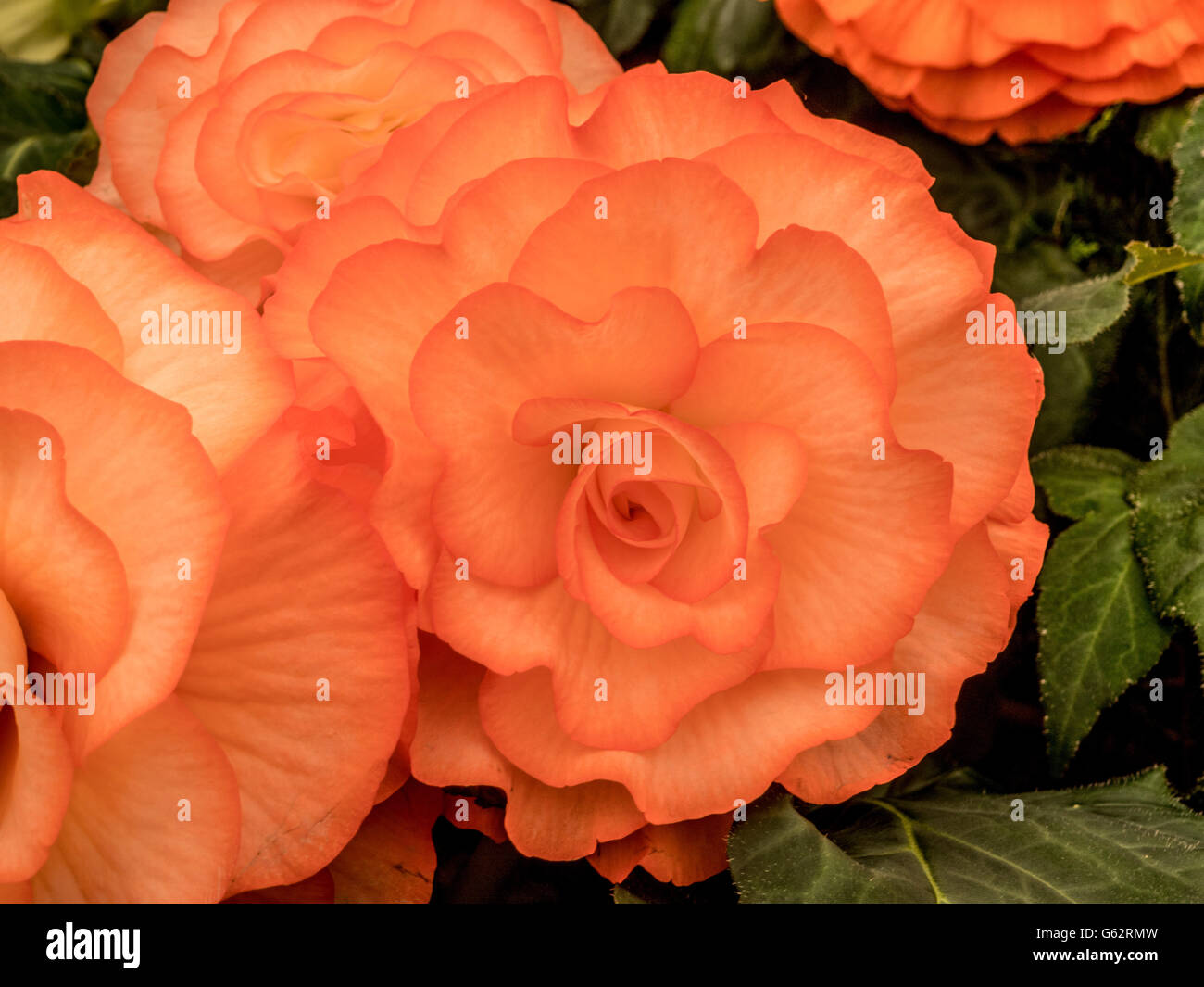 Begonia (Mrs McLaughlan) Flower Stock Photo