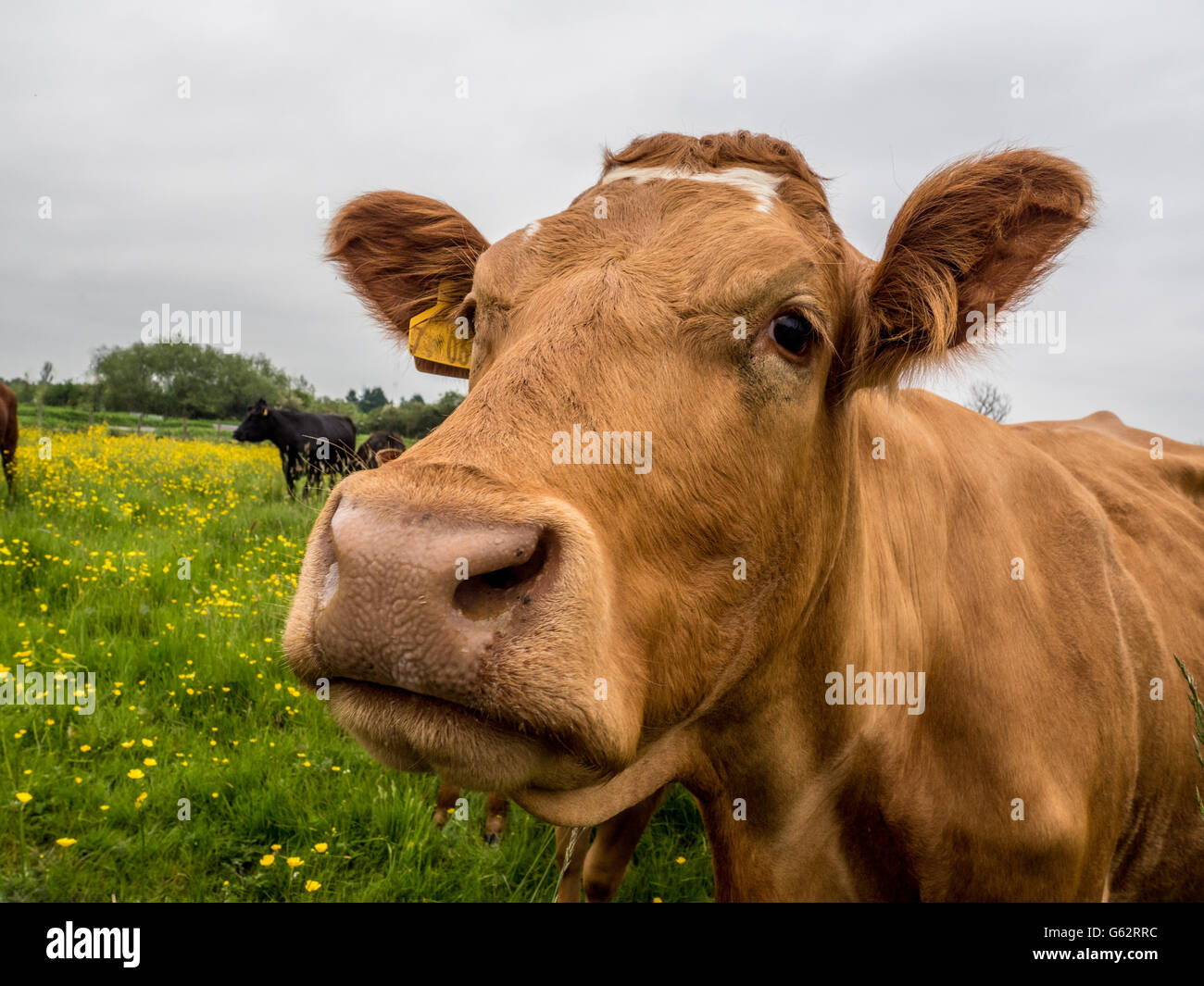 Cow in field Stock Photo